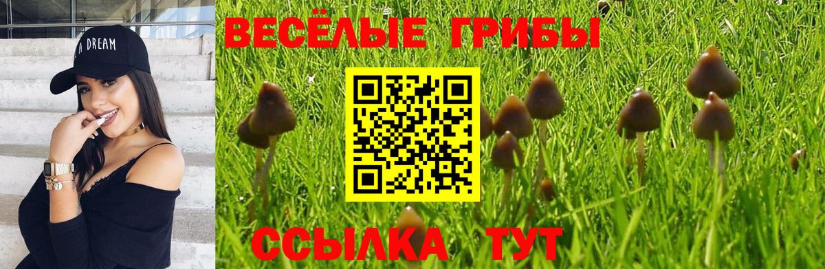 Гудермес  Галлюциногенные грибы прущие грибы  Вход с VPN 